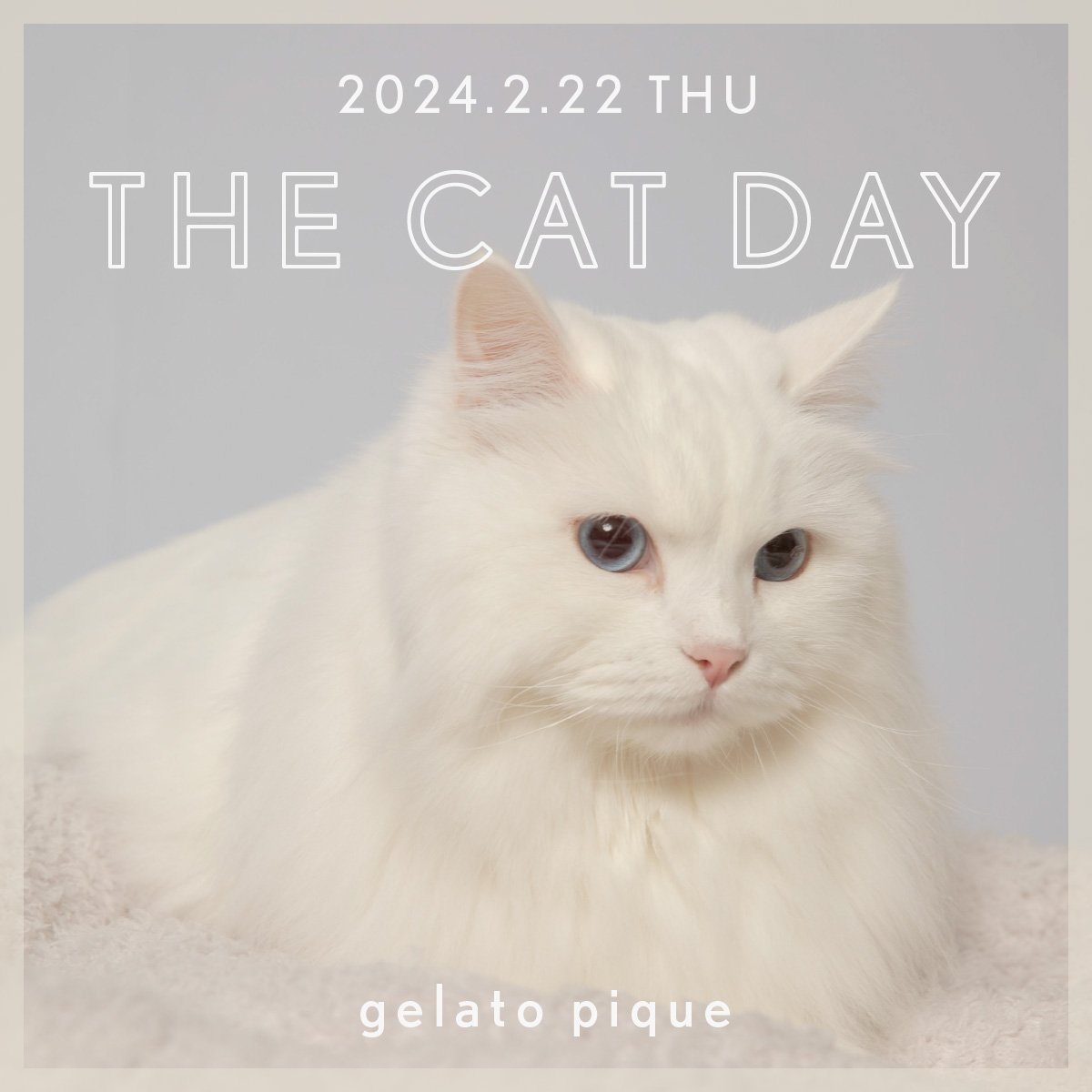 2023.2.22 THU THE CAT DAY